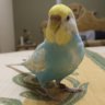 Barri